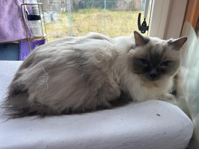 De Knappe Kater